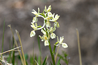 Orchis provincialis